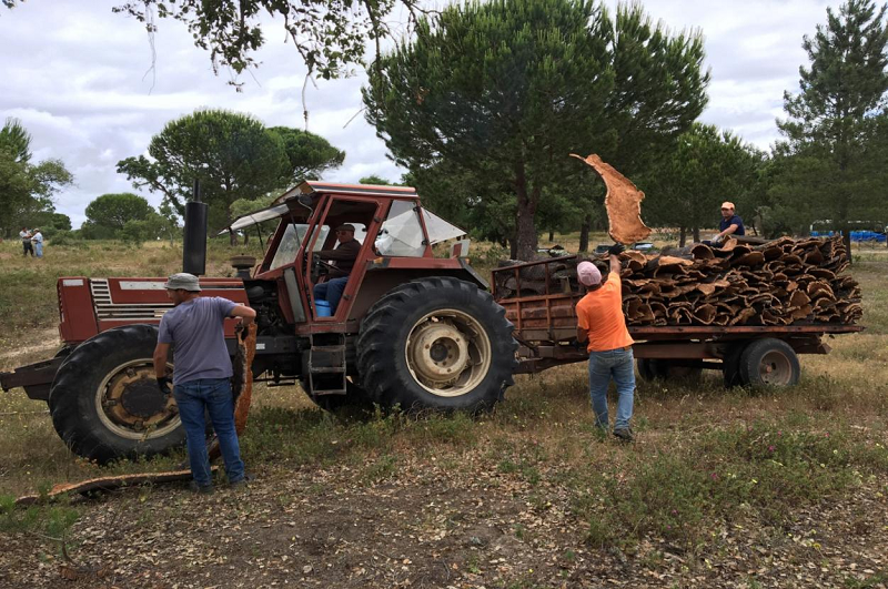 溯源軟木，環(huán)保地板的誕生 圖片12