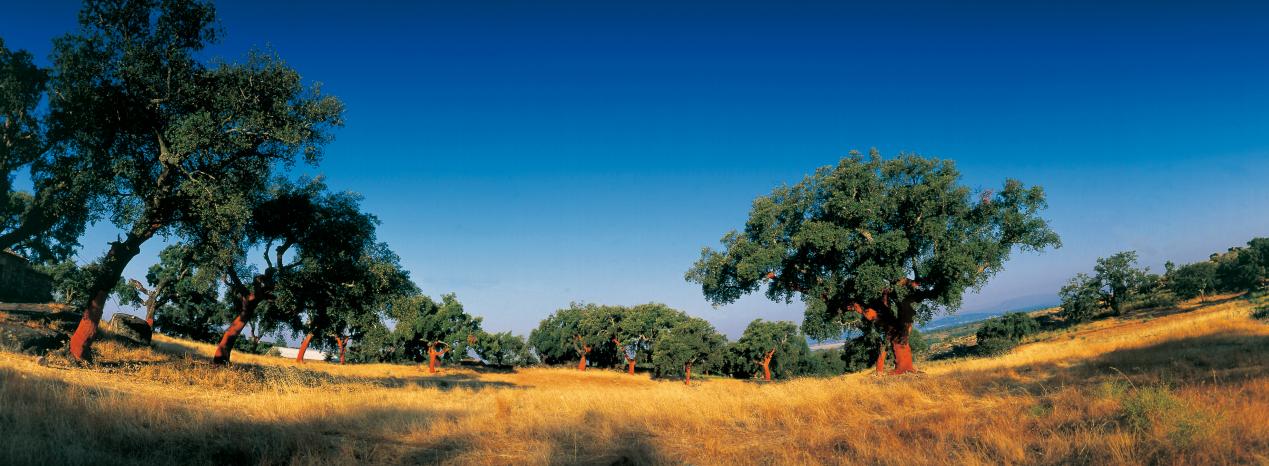 被名字“耽誤”的寶藏地板！在家實(shí)現(xiàn)“光腳自由” 圖片4